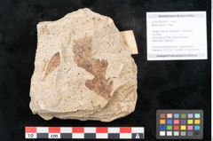 Foto (Objekt + Etikett) von Myrica lignitum Unger (NHMW-GEO-2024-0188-4029)